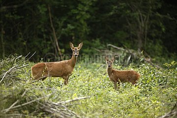 European Roe Deer mother and young in wood Midlands UK