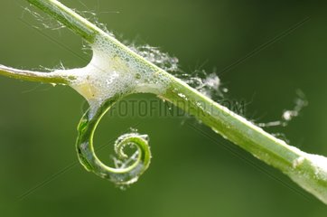 Insect egg on the stem of a plant France