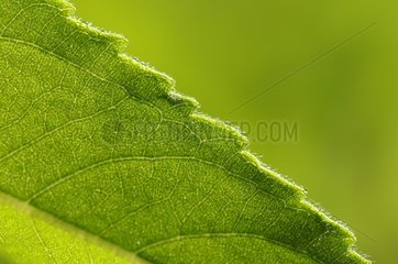 Nervure leaf France