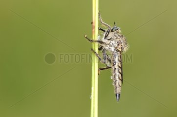 Dance fly covered with raindrops on a rod France