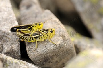 Mating Grasshopper on a pebble France