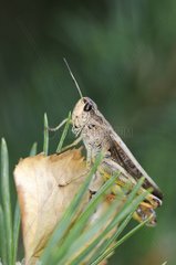 Bow-winged Grasshopper on leaf France