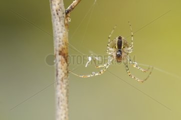 Spider covered with raindrops France