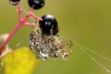 Garden Spider covered with raindrops under a berry France