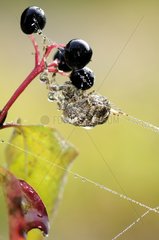 Garden Spider covered with raindrops under a berry France