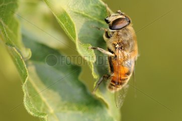 Hymenoptera resting on a leaf France