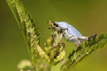 Scarab Beetle on a leaf France