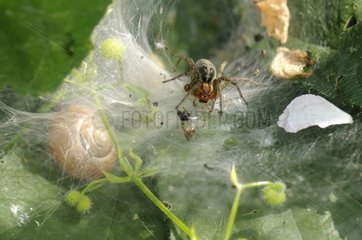 Liocranid sac spider on its web France