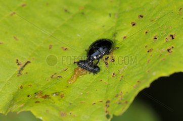 Devouring beetle larva on a leaf France