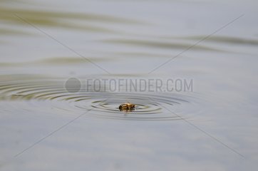 Bee drowning on the surface of the water France