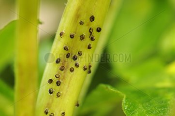 Insect larvae on stem of a plant France