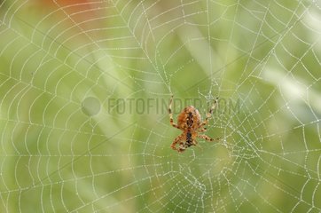 Spider in its web covered with dew drops France
