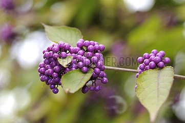 Purple berries of Purple Beautyberry France