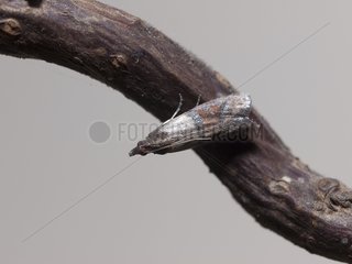 Indianmeal Moth on a branch Franche-Comté France