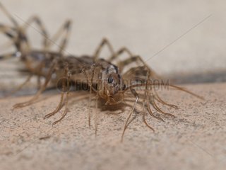 House Centipede on the floor of a kitchen at night France