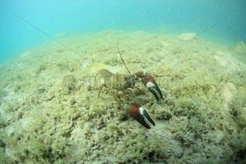 Signal Crayfish on the bottom of Lake Annecy France Alps