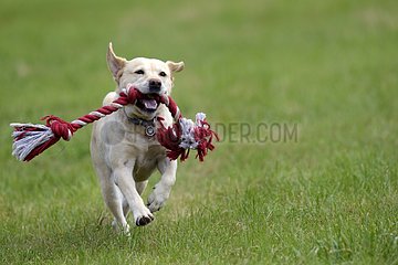 Labrador Retriever playing with a rope France