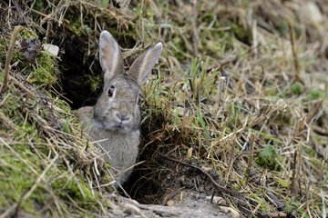 Rabbit at the entrance to its burrow along the Doubs river