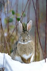 European Rabbit on snow along the Doubs river