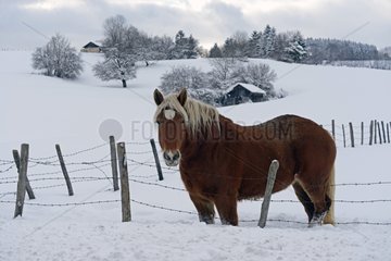Comtois horse in meadow in snow Franche-Comté France