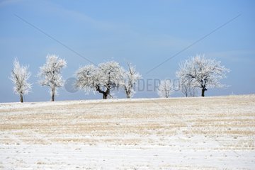 Trees covered with ice Plateau of Brognard France