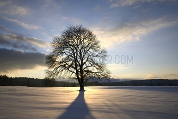 Tree at dusk in winter Haut-Doubs France