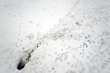 Burrow and traces of European Rabbit in the snow France