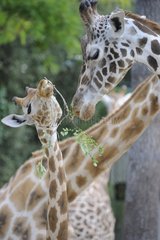 Giraffe and baby giraffe eating branch