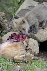 Young Fox eating a rabbit brought by his mother France