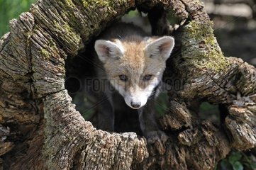 Young Fox in a stump France