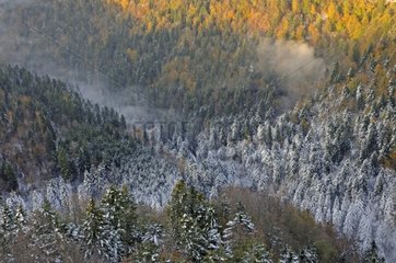 First snow of the forest Valley Dessoubre France