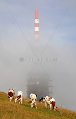 Cows grazing near the antenna of Chasseral Switzerland