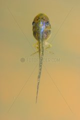 Stripeless Tree Frog tadpole on pond surface Spain