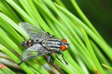 Flesh Fly on pine needles Spain