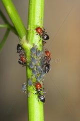 Cocktail Ants group on stem milking aphids Spain