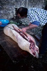 Cutting Traditional Pork Slaughter Pyrenees Spain