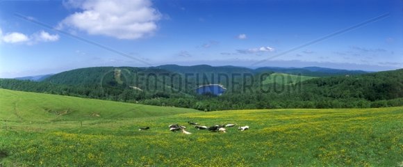 Cows and Vosges landscape