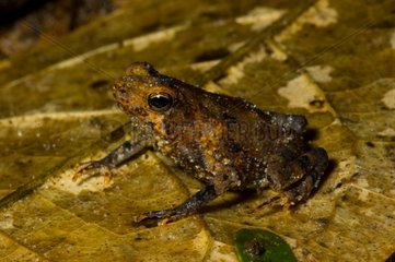 Amazonian tTiny Toad on a leave French Guiana