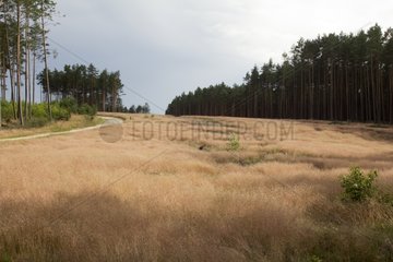 Landscape of a forest before a tornado Poland