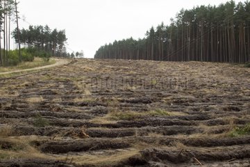 Forest before a tornado in Poland