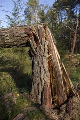 Tree in the forest Tuchola broken by a tornado Poland
