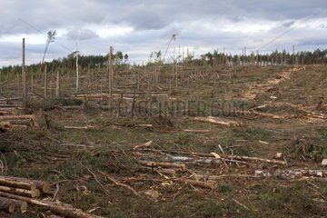 Tuchola Forest devastated by a tornado in Poland