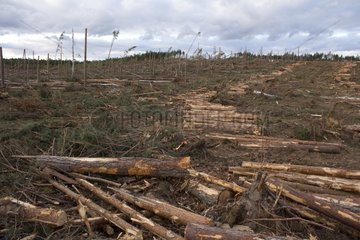 Tuchola Forest devastated by a tornado in Poland