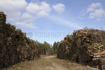 Forest wood Tuchola after a tornado Poland