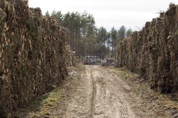 Forest wood Tuchola after a tornado Poland
