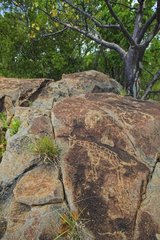 Petroglyphs showing herbivores site Peet Alberts