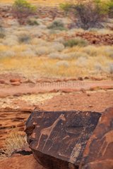 Giraffes petroglyph site Peet Alberts Namibia