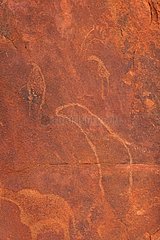 Petroglyph Sea Lion on the site Peet Alberts Namibia