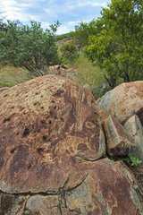 Zebra petroglyph site Peet Alberts Namibia