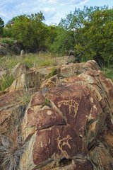 Petroglyph of herbivores on the site Peet Alberts Namibia